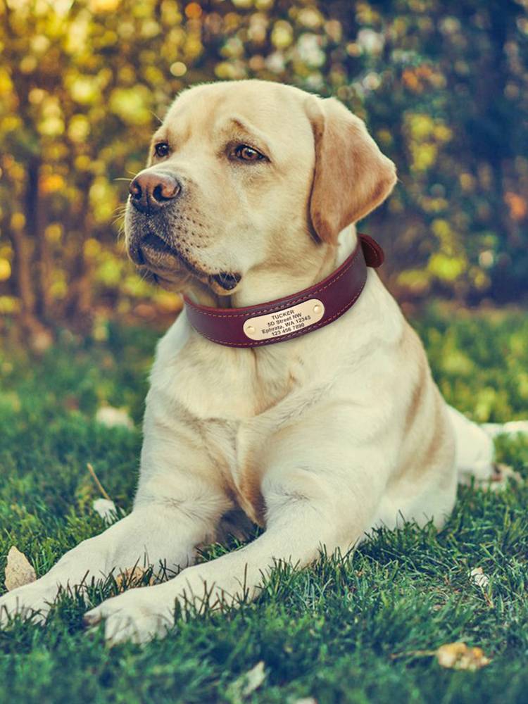 Pet leather dogs and dog collar traction rope cowhide dog card customized conjunction definition golden hair medium large dog neck ring
