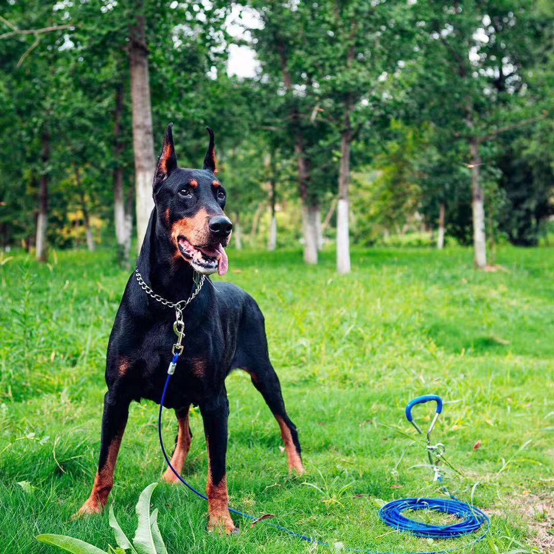 THE METAL P-CHAIN BIG DOG COLLAR