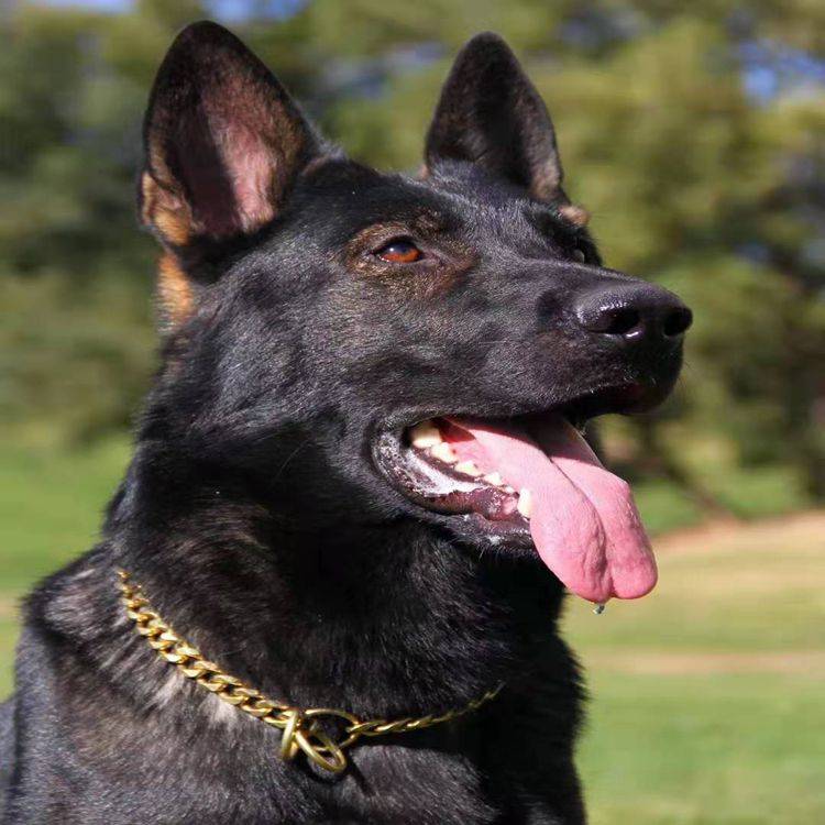 Middle large dogs collar neck ring neck ring, pure copper P -shaped dog chain hexagonal chain training dog Shiba Inu, horses, golden retriever