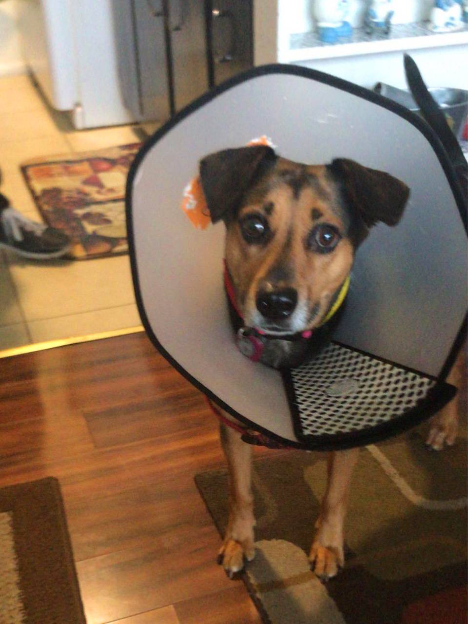 Pet Elizabeth Circle Dog's Head Hands Breedding Circle Shame Circle Rubbing Medicine Disease Prevention Caps Big Dog Circle