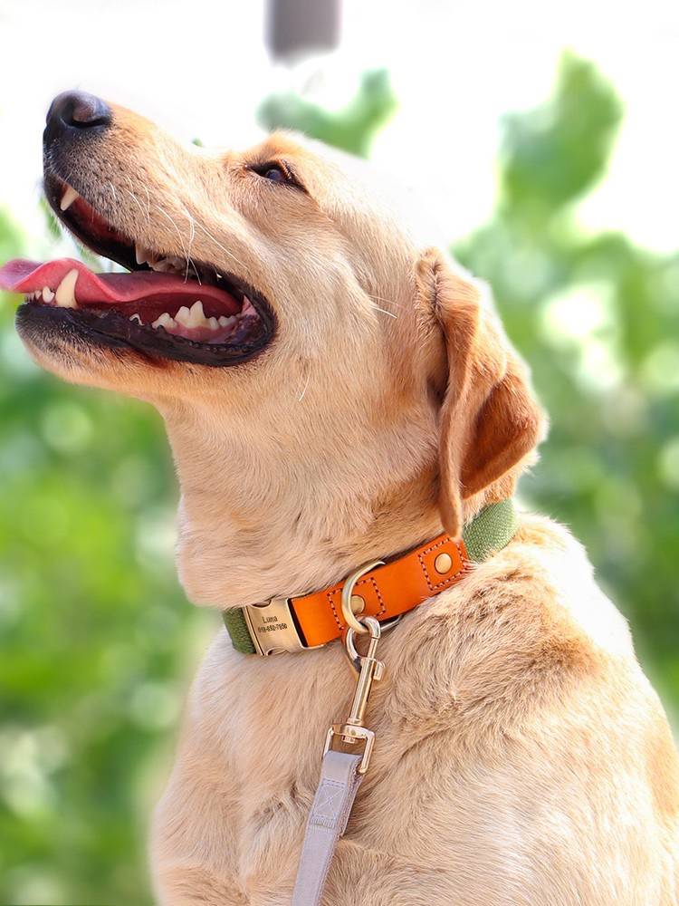 Pet dog dog collar engraving, anti -throwing dog brand neck, golden retriever medium large dog Shiba Inu small dog neck ring traction rope
