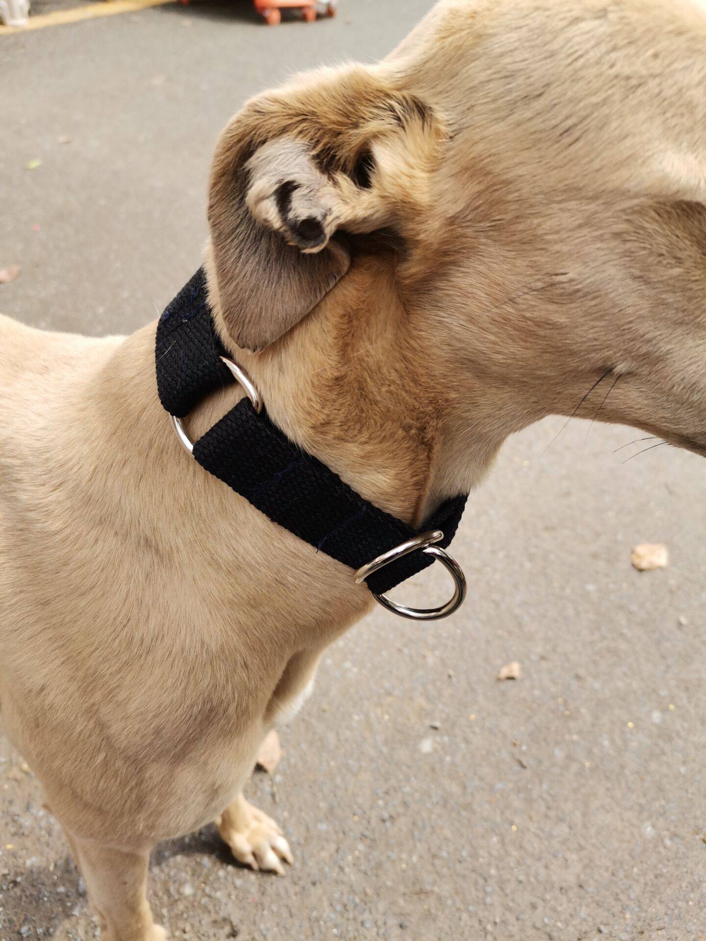 Lingti dog Gree dog neck hounds, hunting dog, Huibit, tighten the hunter p chain fine dog traction rope