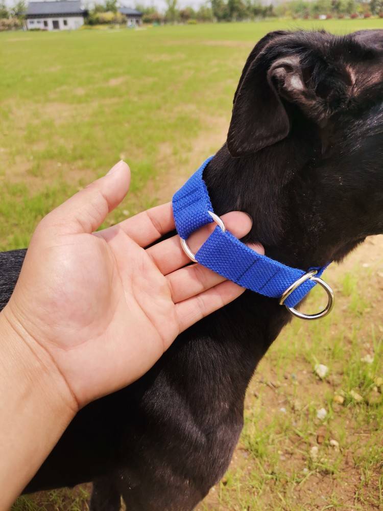 Lingti dog Gree dog neck hounds, hunting dog, Huibit, tighten the hunter p chain fine dog traction rope