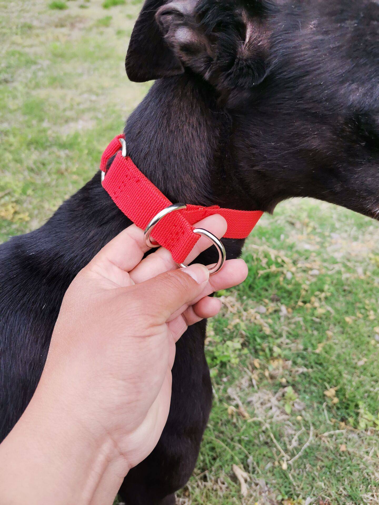 Lingti dog Gree dog neck hounds, hunting dog, Huibit, tighten the hunter p chain fine dog traction rope