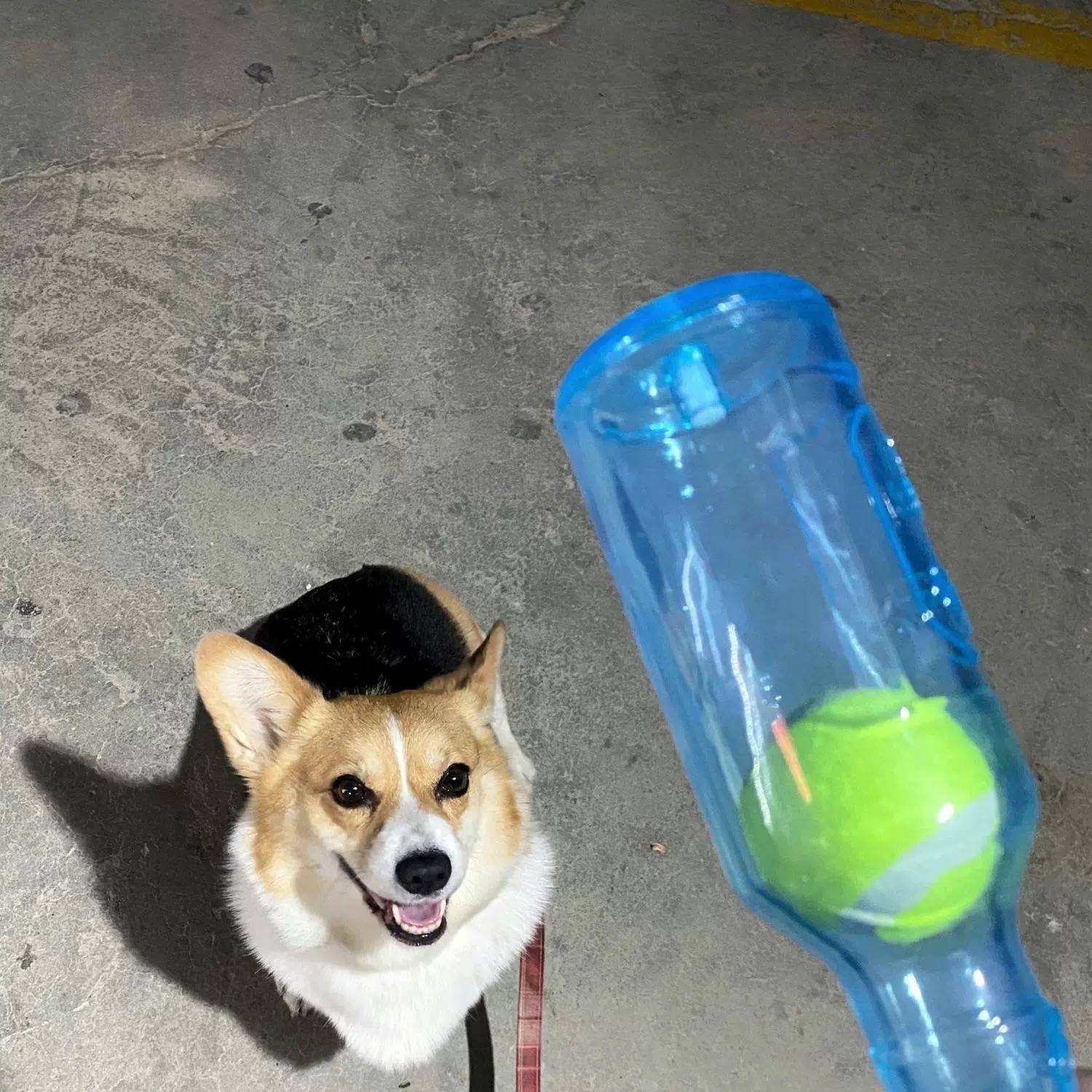 New pets vocalized, biting and dissolving stuffy and molars floating rubber TPR tennis bottle big dog puzzle toys