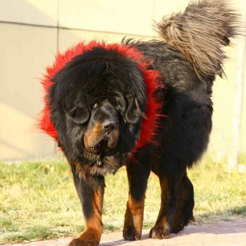 Special Tibetan handmade hand -made authentic yak hair Tibetan mastiff love dog collar neck clock auspicious circle Tibetan mastiff neck circle