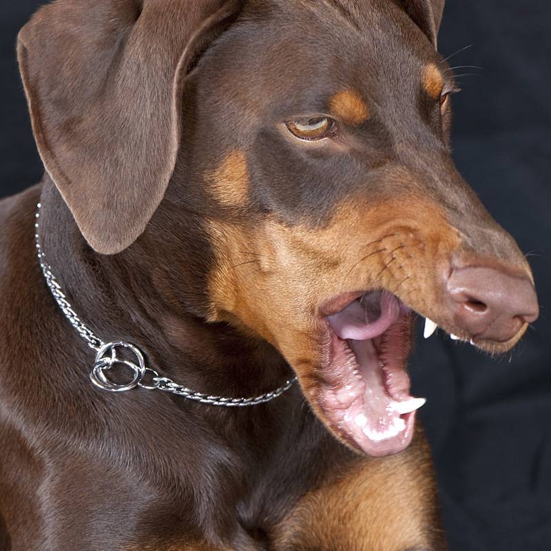 Pet dog P chain small, medium large dog racing collar traction rope walking dog snake golden wool explosion dog training