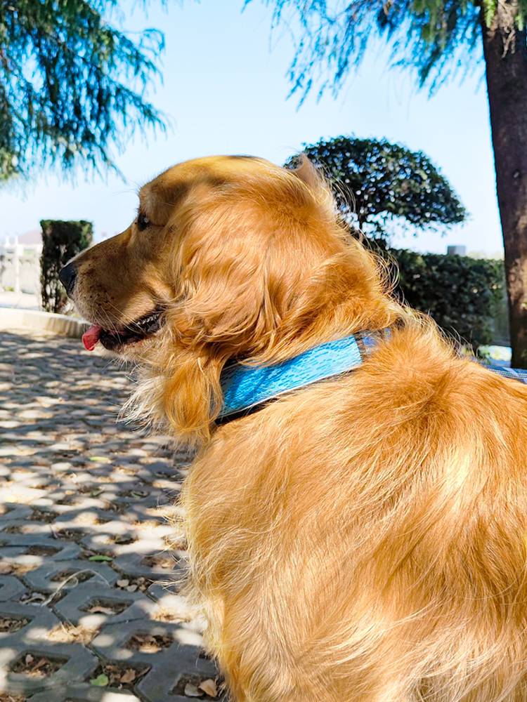 Dog collar traction dog reflective neck circle edge of pastoral shepherd dog rope Labrador dog dedicated explosion -proof dog neck ring