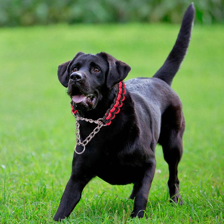 Dog rope neck ring golden retamation ring puppy P chain pet neck mid -type dog large dog large dog chain walking dog neck cover
