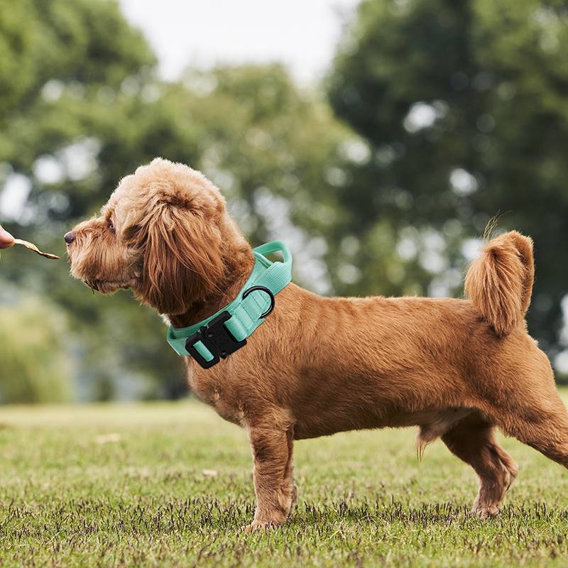 Big dogs in Snake Snake Big Dog Capital Capital Golden Hiring Horse Inu Domo Labrador Dogs Dog