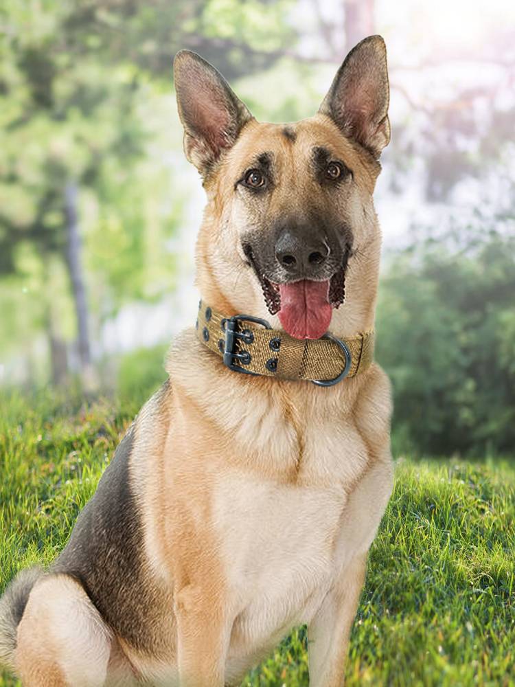 The super-concentrated big dog collars, the mid-collar dog collars, the dog-crawl