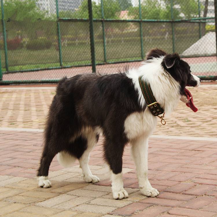 Double -breasted large dogs and dogs.