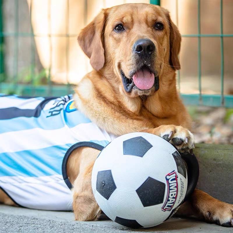 Hong Kong GiGwi is a dog toy ball