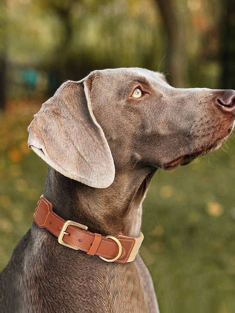 Leather stitching dogs collar pet supplies Dog circle neck circle large dog golden -haired herd neck and neck hood