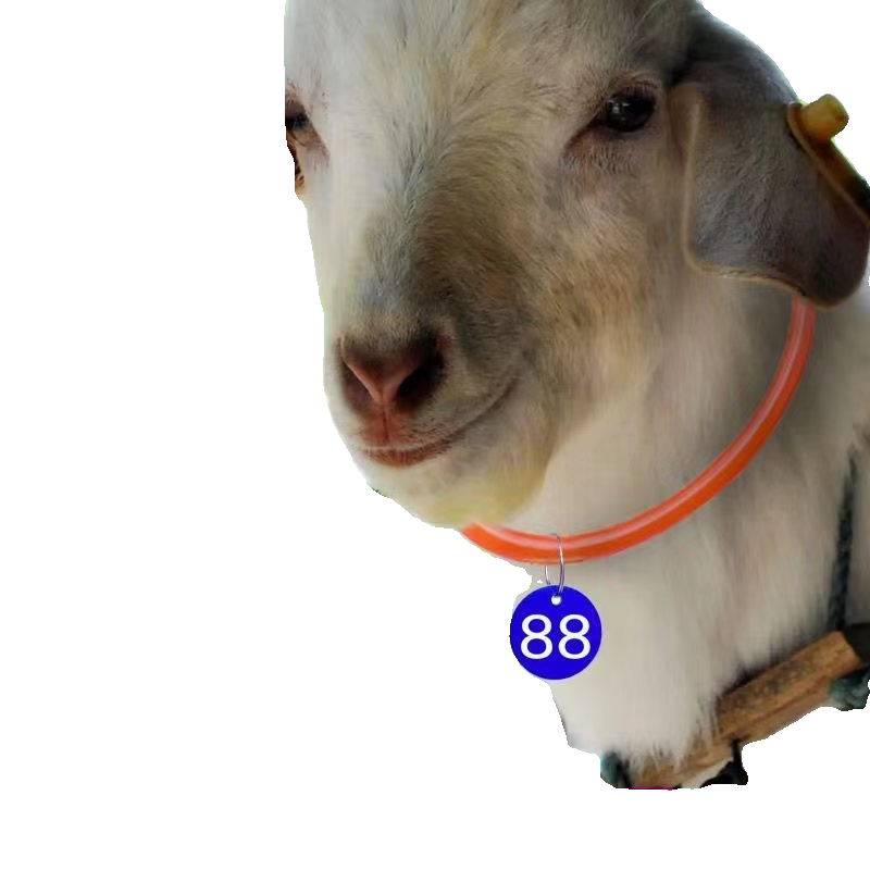 The sheep bell collar automatically buckle the sheep with the bell, the neck of the sheep, the neck of the sheep, the neck of the sheep, the lamb neck cover