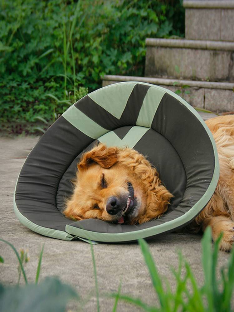 Dog Elizabeth Circle Large Dog Golden Meto Satsuma shameless circle anti -licking biteing