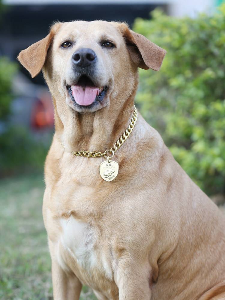 Bronze gold chain pet decorated collar dog dressed as a cool necklace