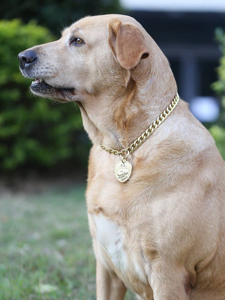 Bronze gold chain pet decorated collar dog dressed as a cool necklace