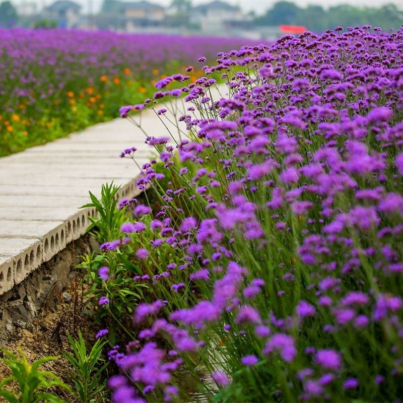 Outdoor park perennial cold -resistant flower seeds Four seasons outdoor flowers seedlings seedlings willow, whip grass seed combination