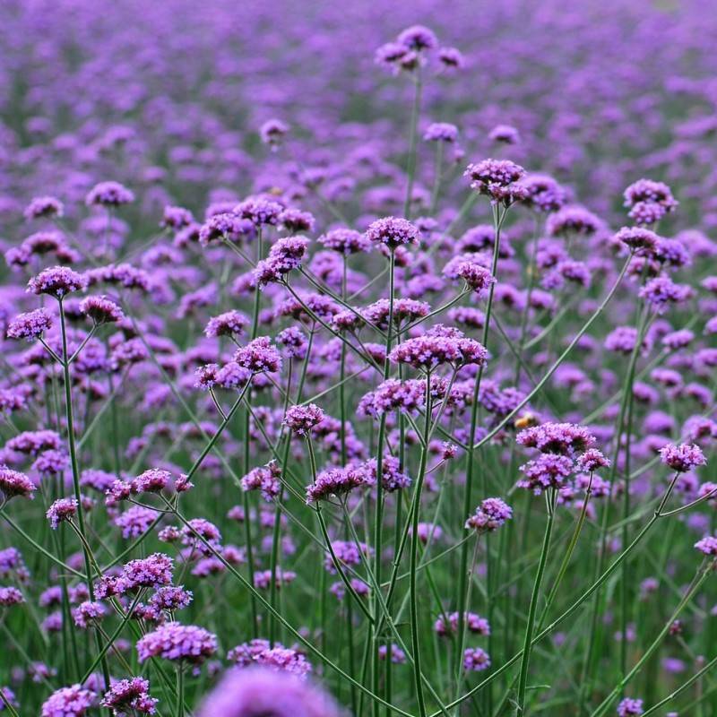Outdoor park perennial cold -resistant flower seeds Four seasons outdoor flowers seedlings seedlings willow, whip grass seed combination