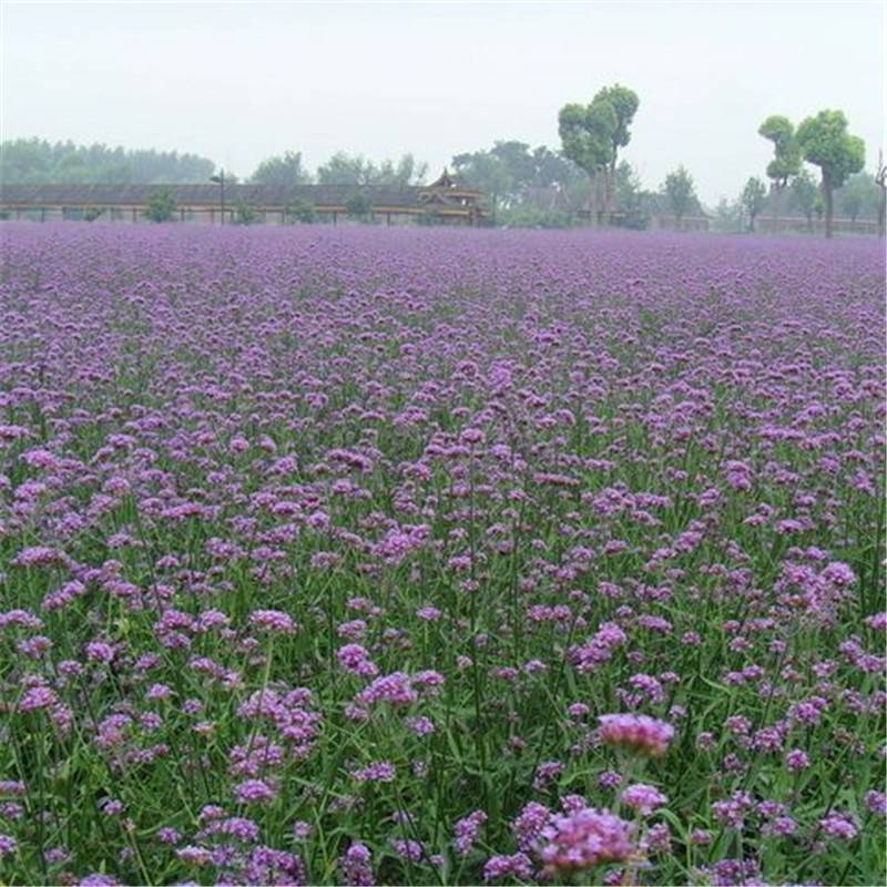 Willow -leaf plowing seeds autumn sowing flower seeds potted flower sea flower seeds four seasons perennial flowers seeds