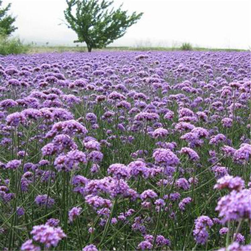 Willow -leaf plowing seeds autumn sowing flower seeds potted flower sea flower seeds four seasons perennial flowers seeds
