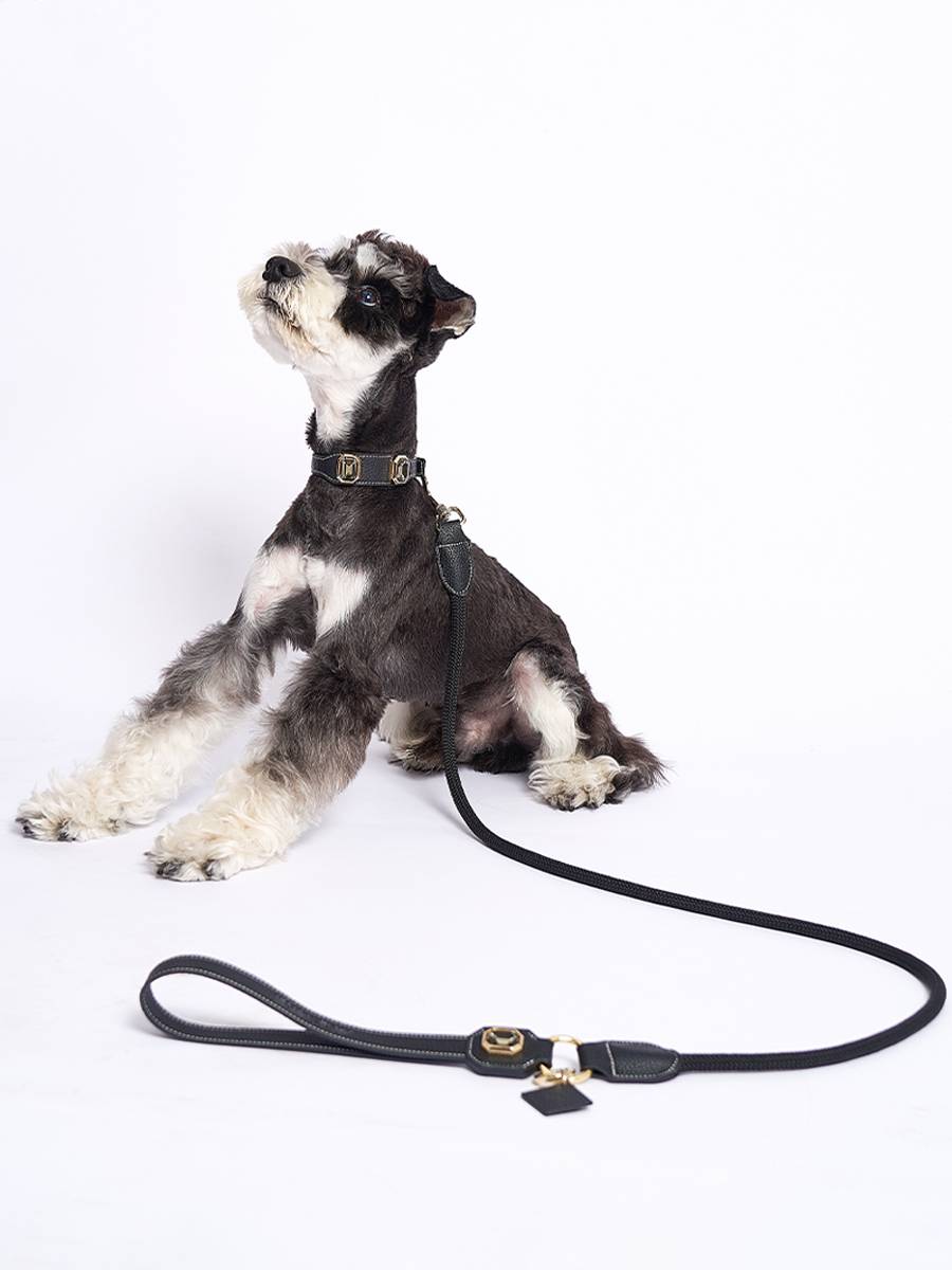 Marsmail Marsmail Pet collars Todium Set Large, Small Dogs Walking Cat, Dog, Cat, Catal Neck Neck Circle