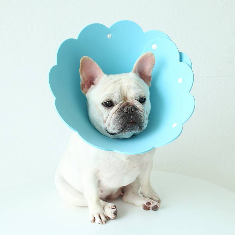 Elizabeth Circle Dog EVA Waterproof Neck Circle Teddy Barrier's Breeding