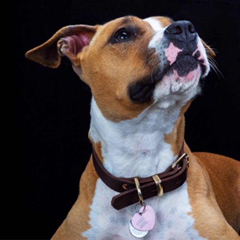 New product imported pure cowhide pet collars Large, medium, small dogs, dogs, rims, golden retriever neck cats and dog neck dog chain