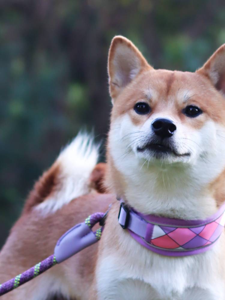 Large dogs in the dog neck ringing Shiba Inu Corgi dog collar pulls the golden wool explosion of the neck ruming ring