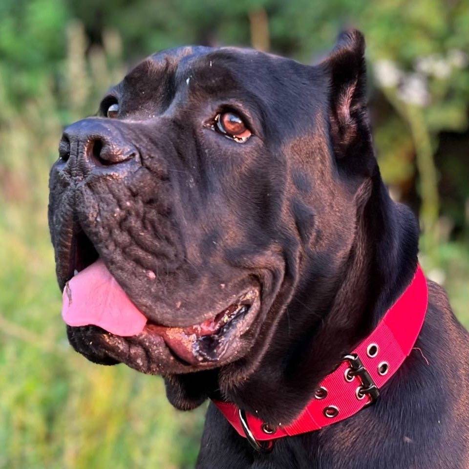Inserting outdoor dog collar large, medium -sized dog nylon buckle size adjustable dog collar pet supplies