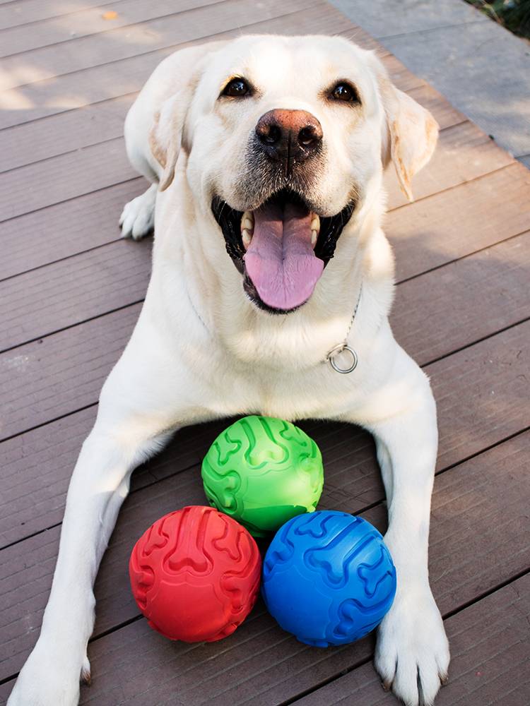 Pet Toy Ball Interactive Bite the Bangs, Speak, Mo Hi Jie Duster Golden Ratabulbrado Rubber Ball