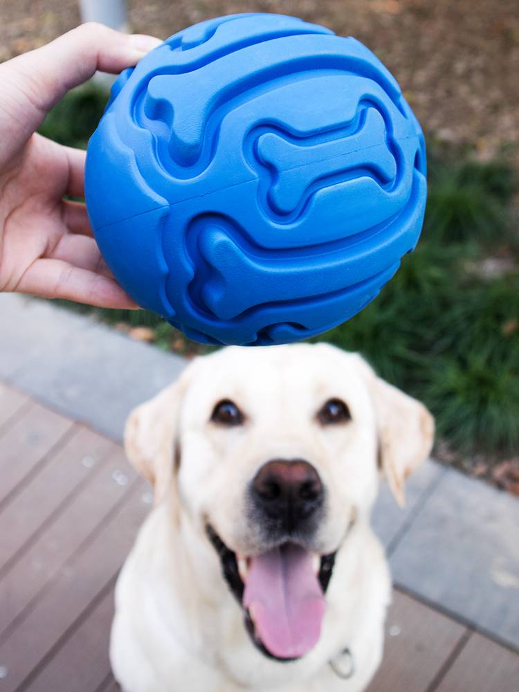 Pet Toy Ball Interactive Bite the Bangs, Speak, Mo Hi Jie Duster Golden Ratabulbrado Rubber Ball
