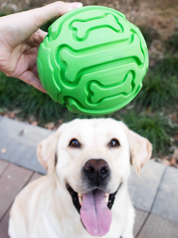 Pet Toy Ball Interactive Bite the Bangs, Speak, Mo Hi Jie Duster Golden Ratabulbrado Rubber Ball