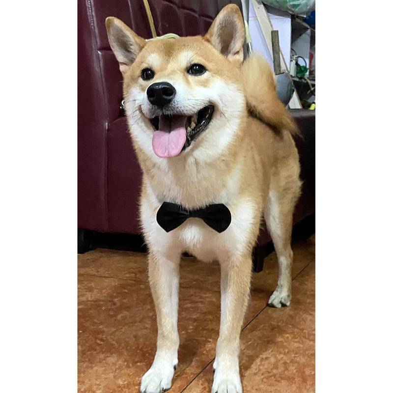 Cute Bow Pet Ending Big Dog Big Dog Golden Mao Cat accessories gentleman collar doll pet supplies