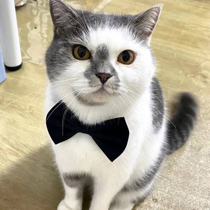 Cute Bow Pet Ending Big Dog Big Dog Golden Mao Cat accessories gentleman collar doll pet supplies
