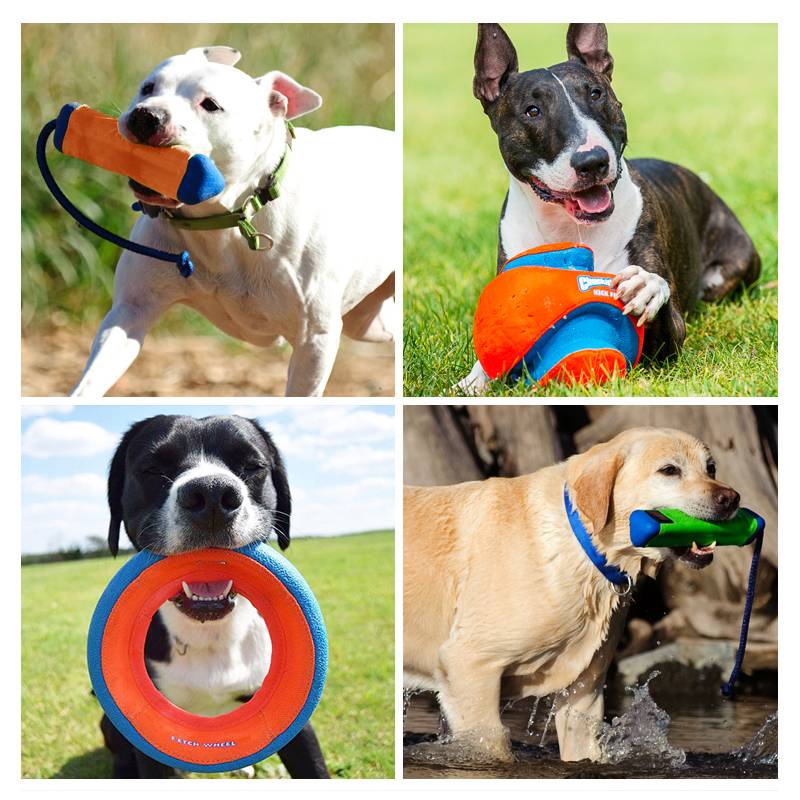Petmate Pet Interactive Dog toy Pet Ball Beipper Golden Mao Huski Training Football