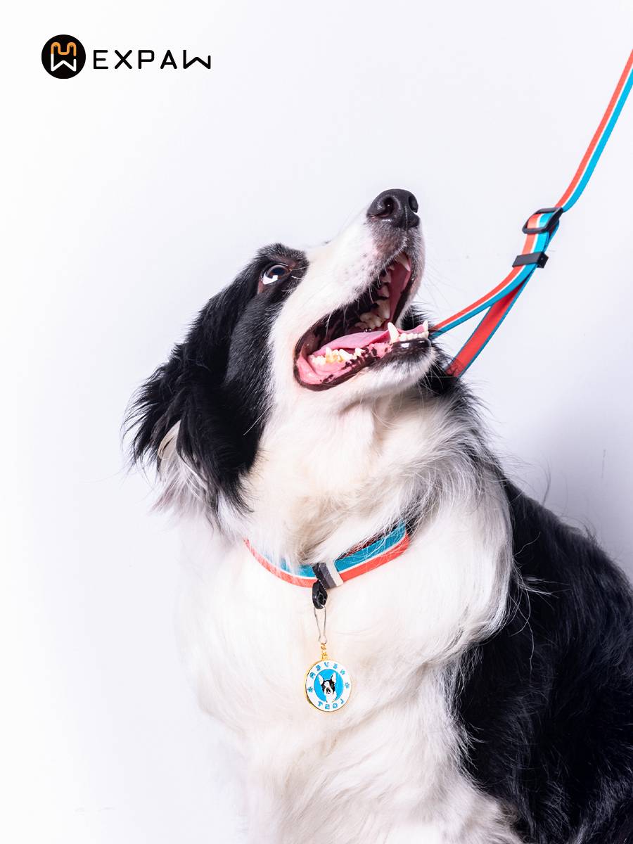 Xpaws Cross dog collar nylon light adjustable pet neck circular medium -sized dog knot can hang the dog card