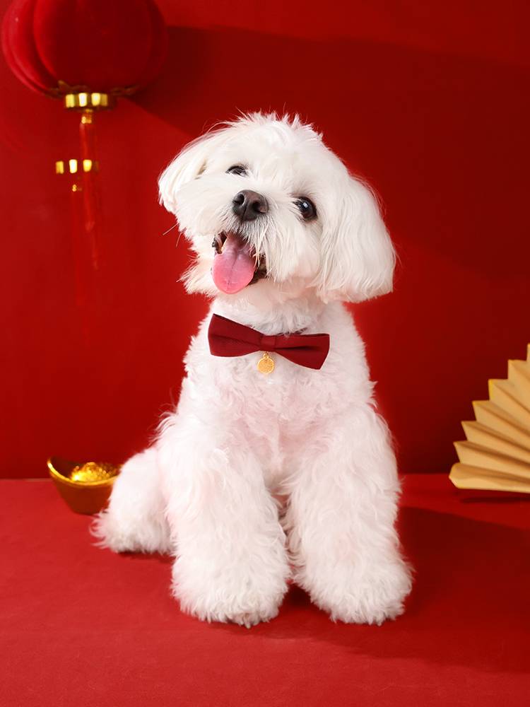 Cat tie Dog wedding decorative pet, celebrate the neck wedding wedding, dowry clothes, bow, cat neck jewelry