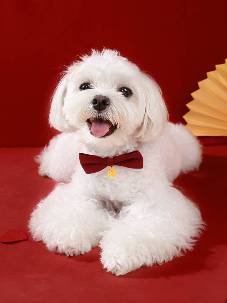 Cat tie Dog wedding decorative pet, celebrate the neck wedding wedding, dowry clothes, bow, cat neck jewelry