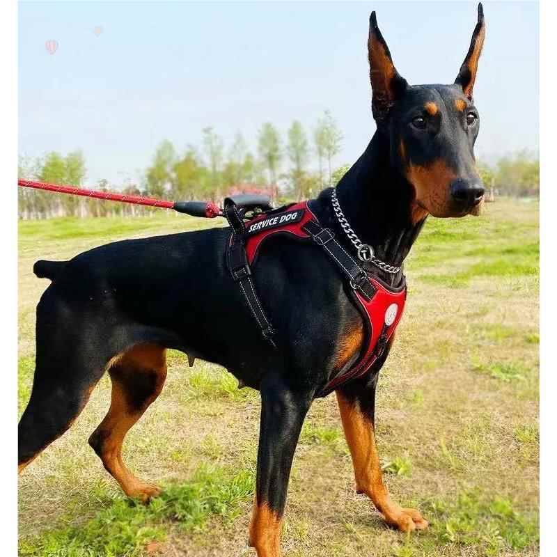 Dubin special collar stainless steel P chain rope large dog dog chain horse bully Labrador metal neck ring