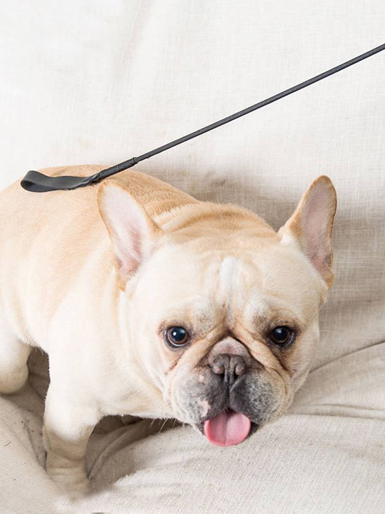 A dog beats a dog, a dog beats a dog, a dog beats a dog, a dog whip, a dog wand