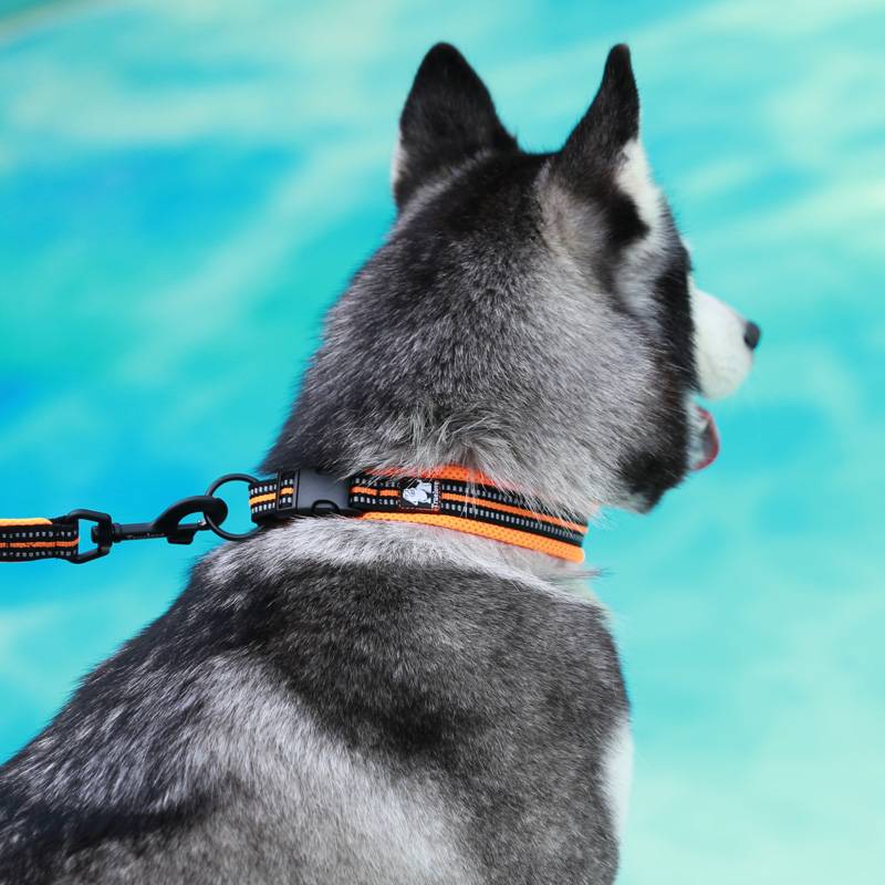 Truelove dog collar dog circle small dog neck large dog neck ring -to -len medium -sized Teddy pet supplies
