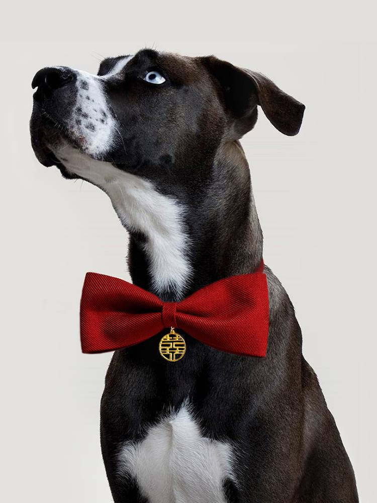 Dog collar red hi character clothes, cat wedding, decorative big dog Labrador golden retriever pet decorative neck ring