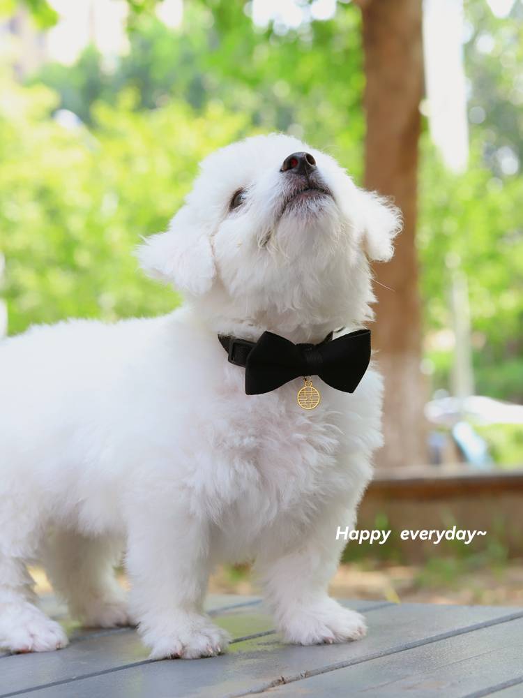 Dog collar red hi character clothes, cat wedding, decorative big dog Labrador golden retriever pet decorative neck ring