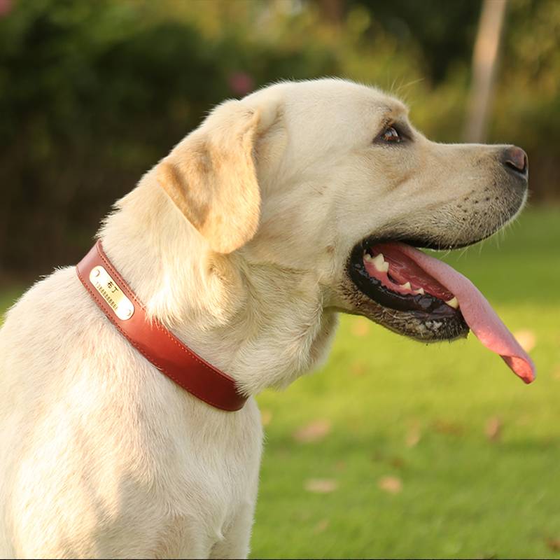 Dog's collar traction September leather dog brand customized nodes anti -throw small, medium large dog neck ring dog circle neck ring