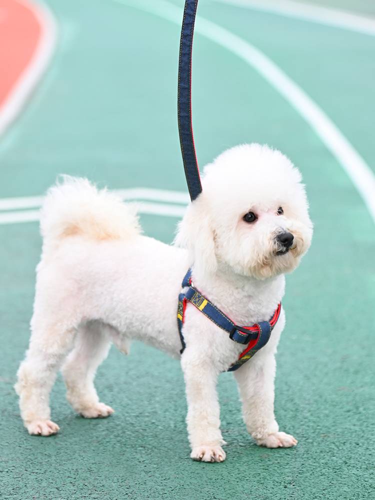 Dog traction rope Large medium -sized dogs chain dogs circle Teddy golden hair walking dog rope pet supplies