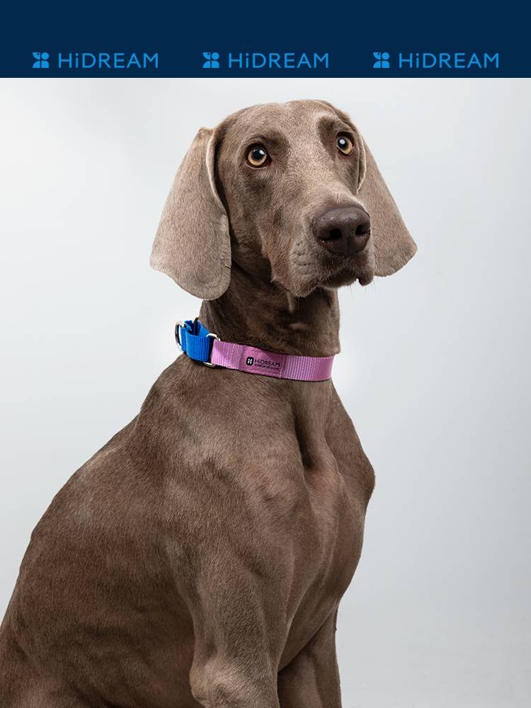 Hidream Dog Dog Small Middle Large Dogsproof 8 Eight -shaped collar Tingle Rope Walking Dog Golden Mao