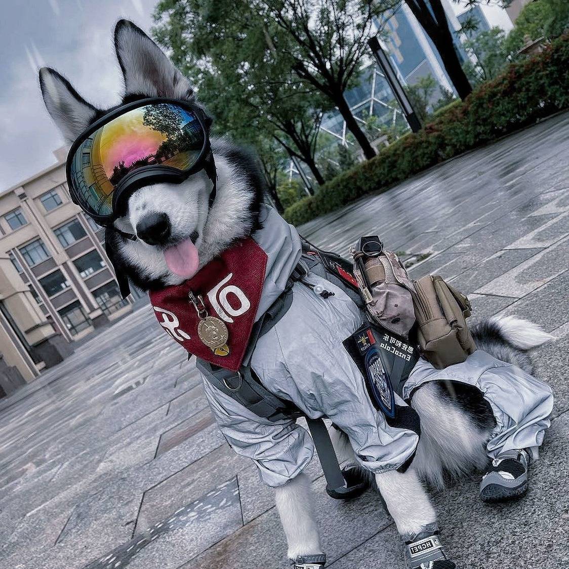 Dog and dog raincoat tactical reflective jacket mid -large dog golden wrapped shepherd out of four feet all -inclusive waterproof rain clothes clothes