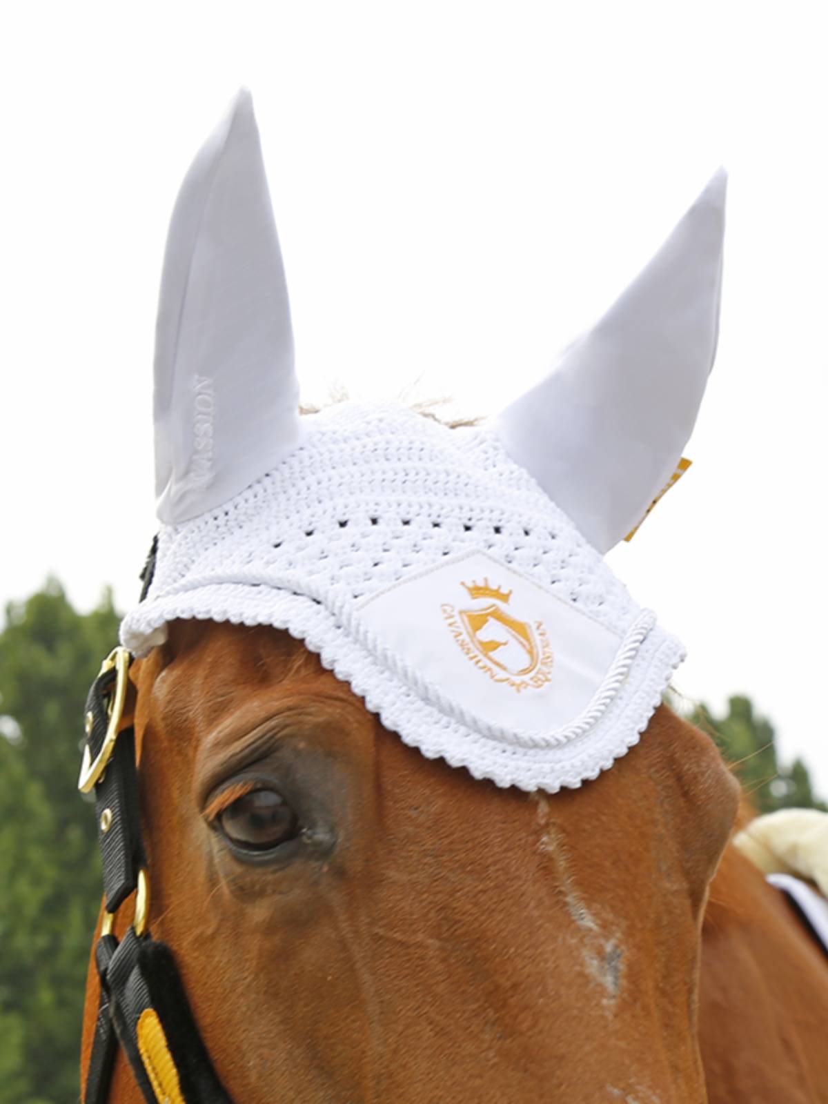 Cavassion Embroidery Malta Malcum Horse Equipment Cavaliers Ride Mortar Rock Malaysia 8216068
